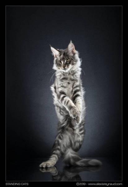 Alexis Reynaud STANDING CATS OBELIX 02.jpg