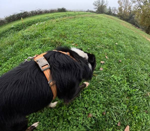 Capture d’écran 2024-11-04 à 17.15.19.jpg
