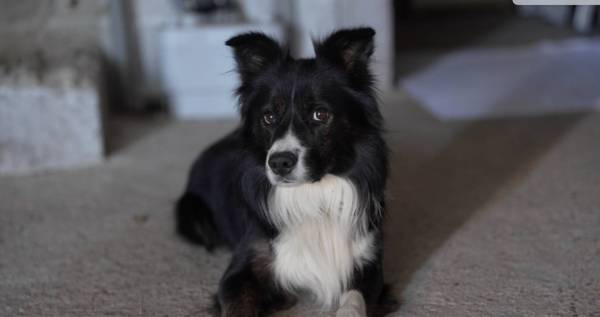 Capture d’écran 2025-08-09 à 12.36.45 PM.jpg