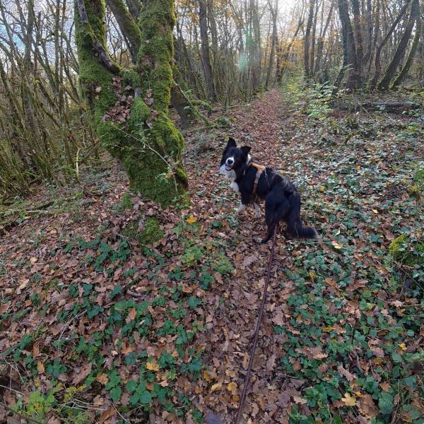 Capture d’écran 2025-11-18 à 8.46.35 AM.jpg